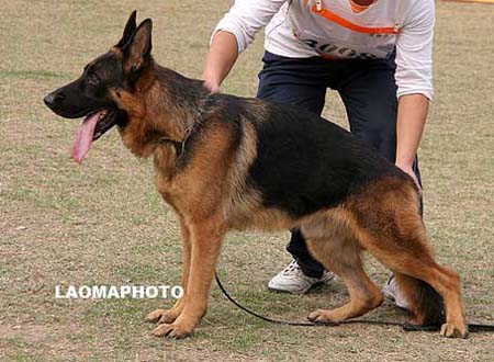 SG2   3008   驰鲁杜   Chlodo von BaLong，公，2007-12-19，CPF1560，CSZW91850，犬主：刘三运