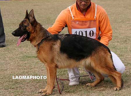SG1   4010   赞玛   Zanma von JinRuiCheng，母，2008-01-26，CTS4229，CSZ72594，犬主：李经涛