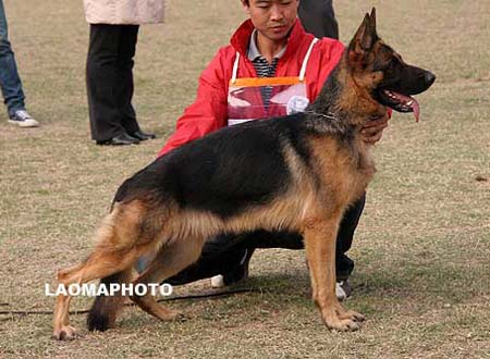 SG2   4014   达琳   Dalin von SenBao，母，2008-04-24，CKA3236，CSZ72739，犬主：孙小东(大兴)