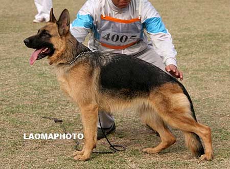 SG3   4005   达娜   Dana von ShanXiWanXing，母，2008-03-13，CXM3246，CSZ72939，犬主：冯军刚
