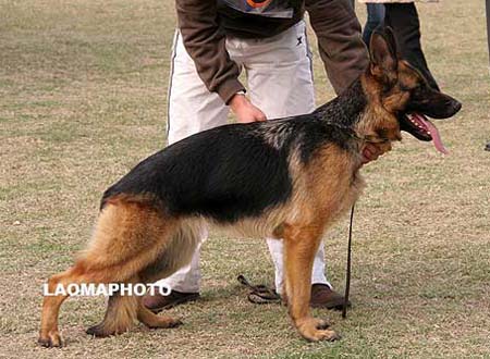 SG4   4011   布蒗哒   Blonda von HeDong，母，2008-04-09，CXR3456，CSZ107141，犬主：马平