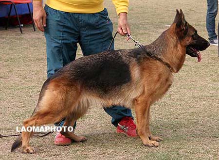 SG5   4013   依还瑞   Ehire von DaXing，母，2007-12-30，CGN0749，CSZ62898，犬主：孙小东(大兴)