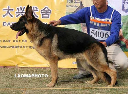 SG1   5006   巴拉姆   Balamo von DaYou，公，2008-10-09，CRZ2320，CSZ87779，犬主：唐金东