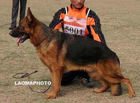 SG2   5001   艾文   Irvin von WeiYuan，公，2008-09-15，CSZ8238，CSZ87574，犬主：陈振元