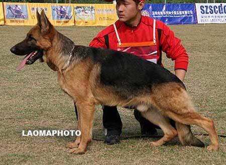 SG3   5002   格力热   Griz von ShuangHu，公，2008-07-08，CSP0334，CSZ97272，犬主：禇林