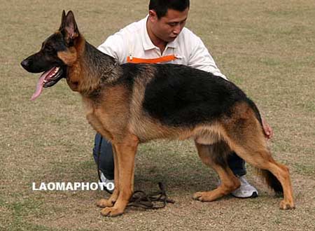 SG5   5003   达罗   Darro von YongSheng，公，2008-12-17，CJW0448，CSZ90414，犬主：耿寅锋