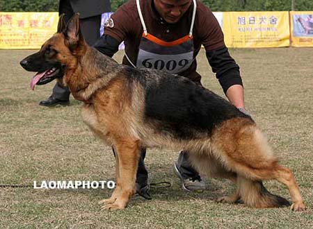 SG1   6009   布乐伊雅   Bleia von P&D，母，2008-07-05，CDZ0150，CSZ81253，犬主：顾宏伟