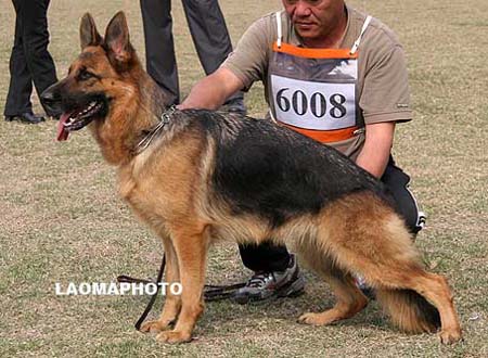 SG2   6008   百莉   Belly von P&D，母，2008-07-05，CDZ0148，CSZ81251，犬主：周海成