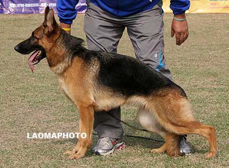 SG3   6002   宝耶   Boje von HongZhou，母，2008-08-18，CTZ7596，CSZ85394，犬主：刘俊义