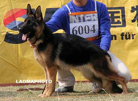 SG4   6004   布米   Bumi von DaYou，母，2008-10-09，CRZ2323，CSZ87781，犬主：唐金东