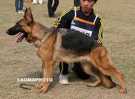 SG5   6007   奥波   Obbo von HanJiang，母，2008-11-28，CPW0082，CSZ89537，犬主：曾德刚