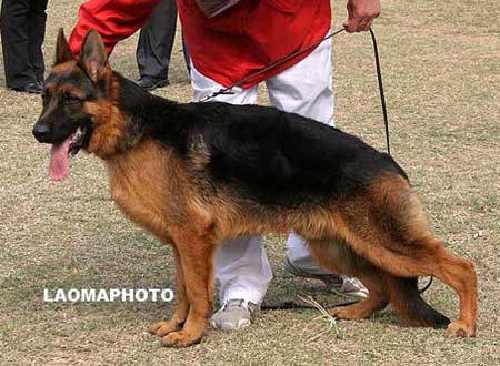 VV2   7012   沃尔坦   Voltan von XinJi，公，2009-02-19，CXQ4751，CSZ105749，犬主：赵豹信