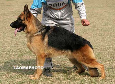 VV4   7006   格力富   Gryf von DeLong，公，2008-12-30，CXW3510，CSZ94151，犬主：李峰(德隆)