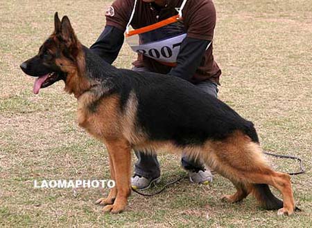 VV1   8007   乃妮斯   Nenni von ZhongLong，母，2009-02-12，CEW9518，CSZ92555，犬主：吴汉权