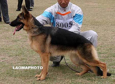 VV2   8005   布露丝   Blues von YunDe，母，2009-01-15，CXW2219，CSZ91044，犬主：李文增