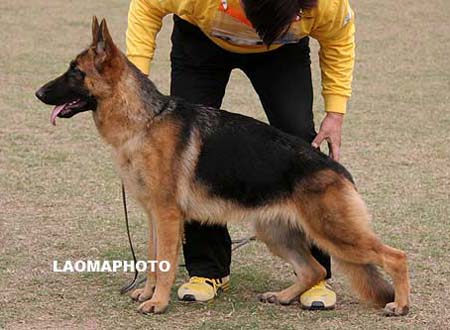 VV3   8014   约库户马   Jokohoma von Ford，母，2009-02-06，CZW2832，CSZ92317，犬主：葛立君