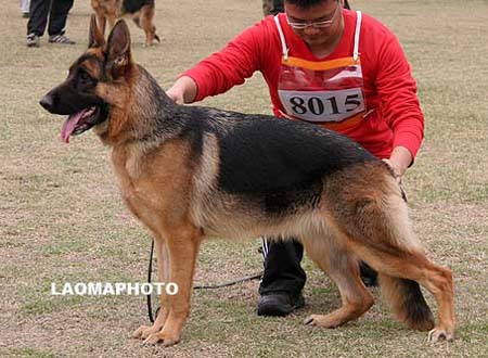 VV4   8015   塞德儿   Ceder von YiYu，母，2009-02-11，CRW8607，CSZ95598，犬主：高建洁