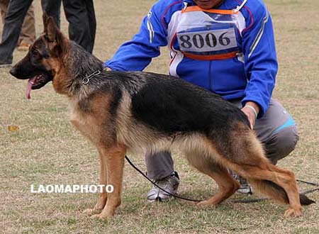 VV5   8006   艾力格   Ille von MinLi，母，2009-01-19，CSW6884，CSZ102569，犬主：王敏利