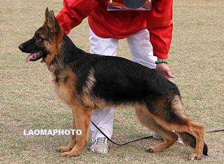VV1   9003   宾果   Bongo von KongGang，公，2009-05-11，CXQ4696，CSZW106499，犬主：吕红胜