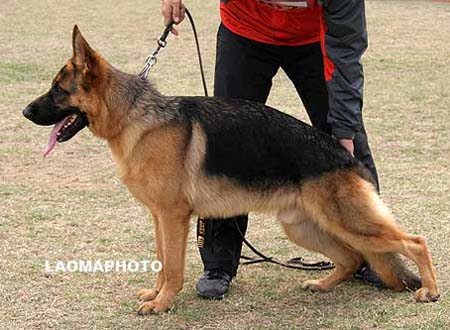 VV3   9002   佛乐马肯斯   Folemarkensq von TengYue，公，2009-04-08，CLW4012，CSZ96348，犬主：李晓伟