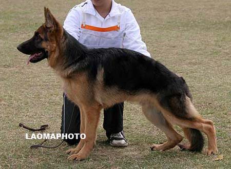 VV4   9005   非克特   Victor von HanJiang，公，2009-06-18，CBV0478，CSZ107169，犬主：曾德刚