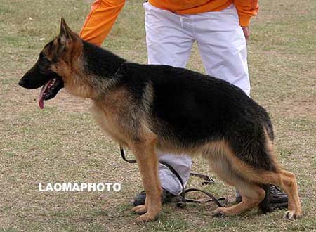 VV5   9001   达力   Dariq von JiangXiAoDe，公，2009-05-28，CIP0324，CSZ97347，犬主：禇林