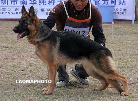VV1  0002   凯塞   Chicy von JunXing，母，2009-04-22，CDU0429，CSZ98193，犬主：韩方涛