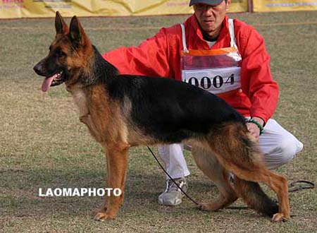 VV2   0004   克瑞塞   Crisi von AiDeEr，母，2009-04-15，CHW6919，CSZ96174，犬主：李彦超