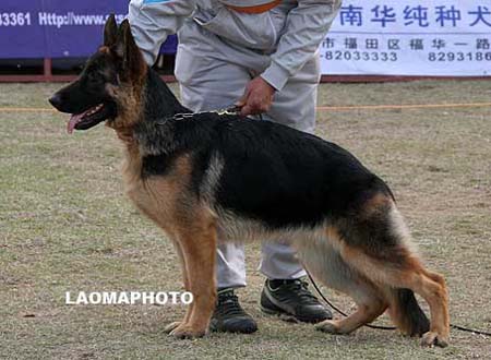 VV3   0010   弗露娜   Fluna von PanXinFeng，母，2009-03-23，CXW3498，CSZ94131，犬主：张金攀