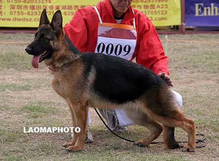 VV4   0009   弗蕾美娜   Flaminga v. PanXinFeng，母，2009-03-23，CXW3495，CSZ94128，犬主：张金攀