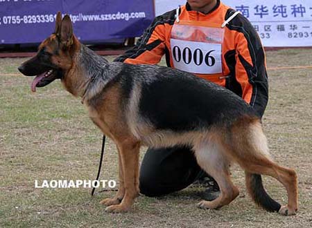 VV5   0006   布哈丝雅   Brasilia von LaiYinHe，母，2009-04-21，CGW8559，CSZ95483，犬主：吴汉权