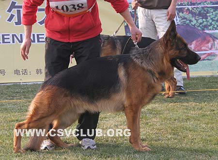 V1 1038 杜克斯 Dux de Intercanina，CSZ8002203，犬主：赵振平