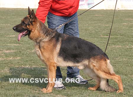 V2 1040 万诺斯 Vanos van Noort，CSZ8002196，犬主：朱道虎