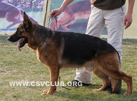 V3 1020 巴拉克 Ballack von Bad-Boll，CSZ8001992，犬主：牛福林