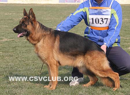 V4 1037 阿克斯 Aks von TianYi，CSZ61672，犬主：赵振平