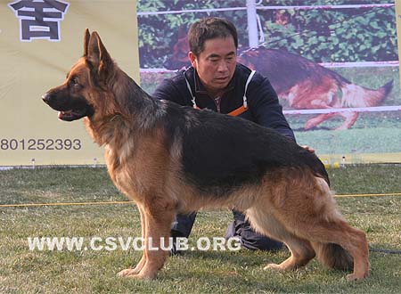 V5 1002 奈可 Neic von AiDe，CSZ71585，犬主：陈革