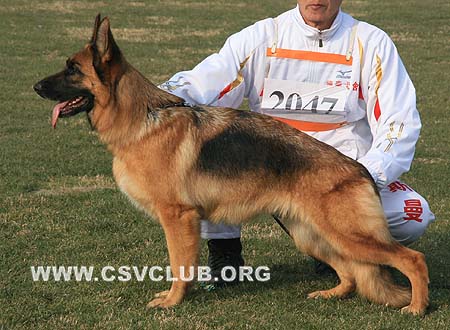 V1 2047 梅露 Malu von XuYang，CSZ107133，犬主：毋军