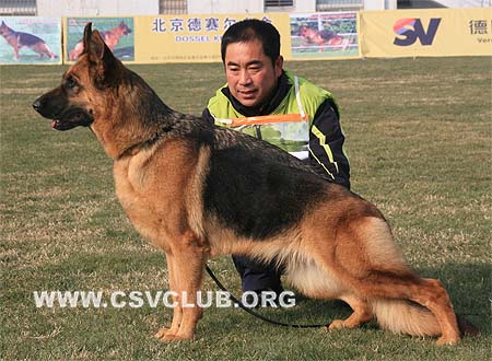 V2 2012 达索 Dasso von Happy，CSZ55093，犬主：符伟其