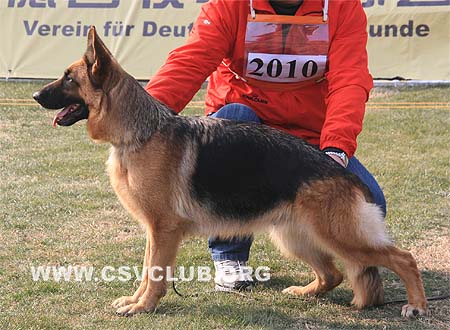 V3 2010 阿茜 Acci von HUMAN，CSZ37724，犬主：段三小