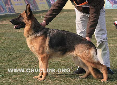 V5 2001 杰尼 Jenny von Dakota，CSZ8002180，犬主：陈栋