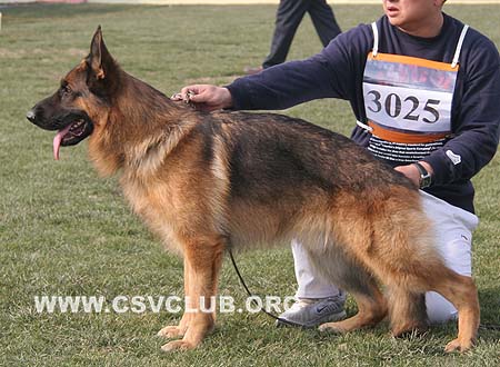 SG1 3025 赛门 Corbo von Dossel，CSZ82002，犬主：王喜庆