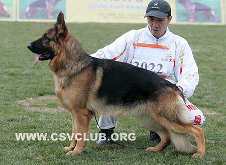 SG2 3022 赞特 Zante von JinRuiCheng，CSZ72589，犬主：邵泽民