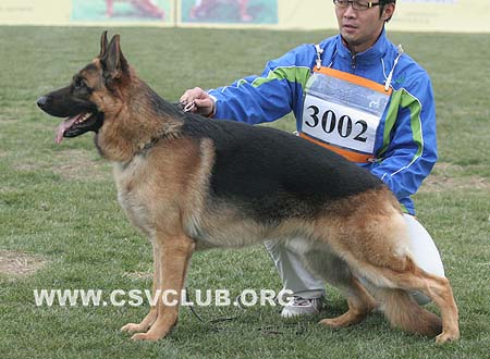 SG3 3002 艾格 Eige von JingXing，CSZ66840，犬主：白炎生