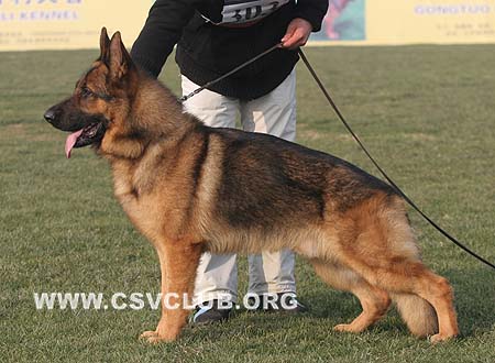 SG4 3034 达利斯 Dalis von HuangJinJia，CSZ73238，犬主：赵健