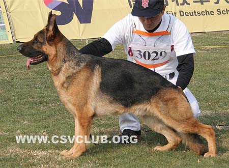 SG5 3029 埃尼特 Anty von DaYou，CSZ73257，犬主：谢韦国