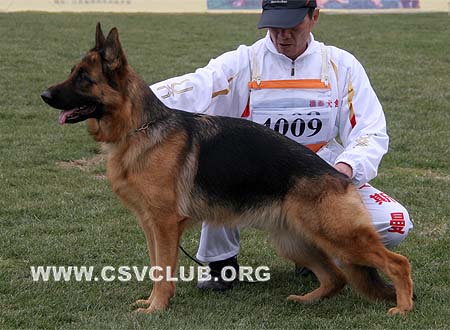SG1 4009 斯恩那 Siena von WenXing，CSZ63024，犬主：韩远亮