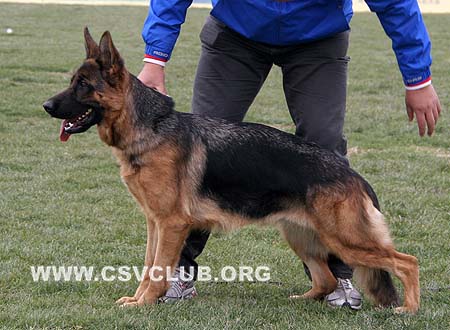SG2 4037 弗瑞兹 Frenzi vom Kuckuckland，CSZ8002192，犬主：许冬清