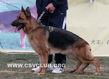 SG3 4016 卡莉娜 Calina von YiDa，CSZ89724，犬主：蒋正波