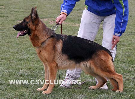 SG4 4019 赞玛 Zanma von JinRuiCheng，CSZ72594，犬主：李经涛