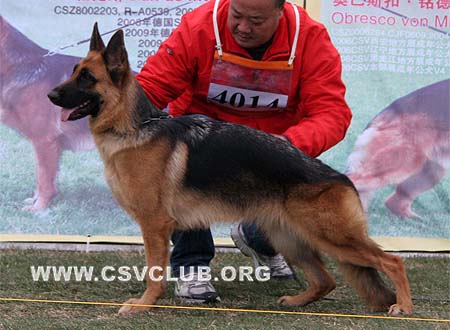 SG5 4014 弗蕾莴 Flavour von DeYuan，CSZ79835，犬主：贾爱国